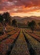 足球直播500比分-深度解析，足球直播500比分——球迷的实时数据盛宴与策略指南